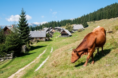 Planinsko pašništvo